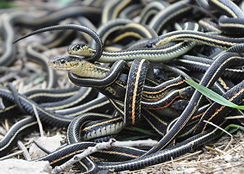 Snakes mating