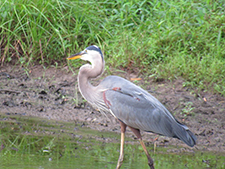 NIEHS Great Blue Heron