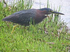 NIEHS Small Green Heron