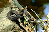 Northern Water Snake