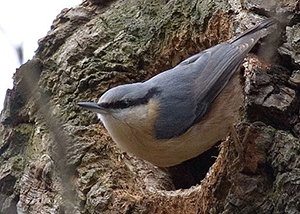 Nuthatc perches outside of nest