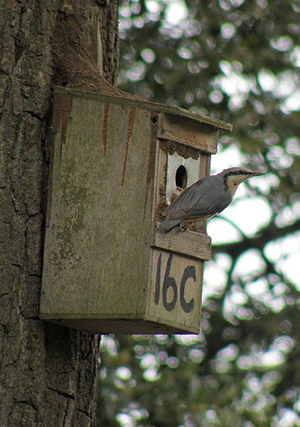 Nuthatch perched outside of house