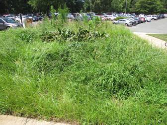 Nutsedge covering garden