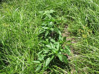 Green Peppers peeking through