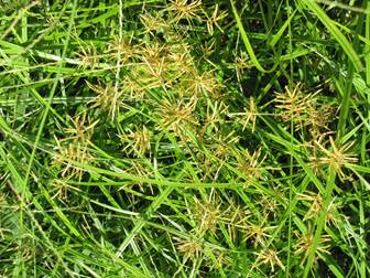 Seed Heads