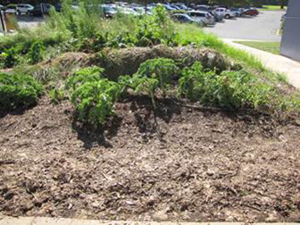 Garden after weeds were pulled