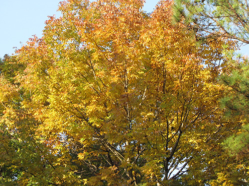 Ash Tree on campus