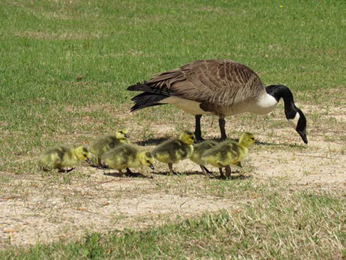 Newly hatched goslings take their first steps with Mother