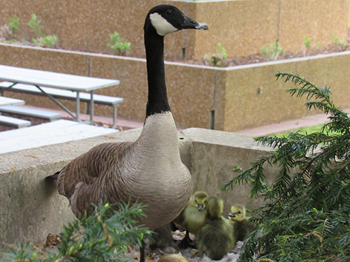 Baby Goslings in Nest