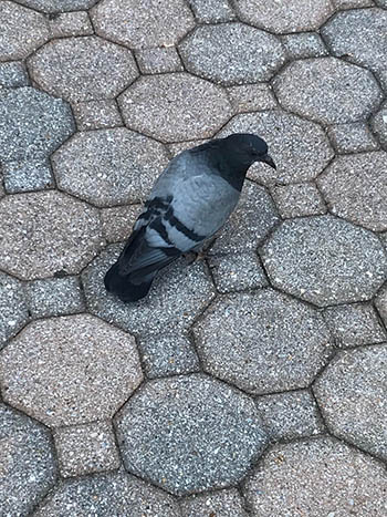 Pigeon on sidewalk