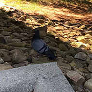pigeon in rocky area