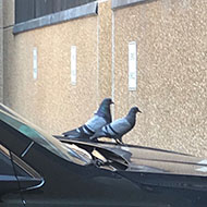 two pigeons on car