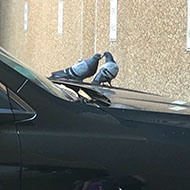 two pigeons on car with beaks touching
