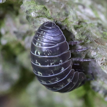 Pillbug on a rock