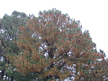 tree with browning pine needles