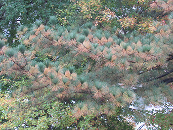 tree with browning pine needles