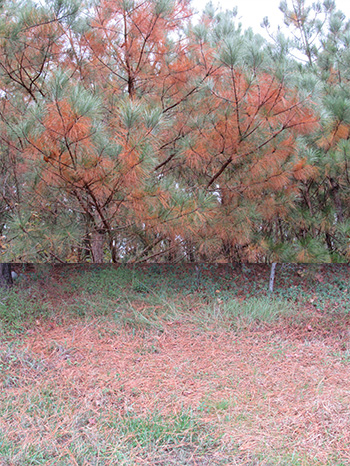 tree with browning pine needles