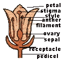 parts of a flower