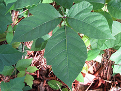 Poison Ivy Leaves