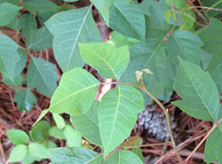 Poison Ivy leaves