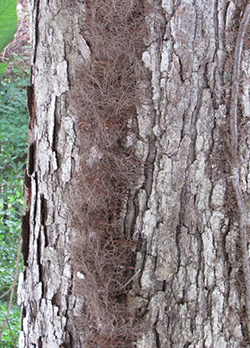 Hairy tree stems