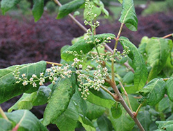 Poison ivy flowers