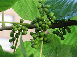Poison ivy berries