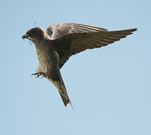 Purple Martin in flight