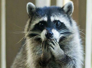 raccoon with both paws over mouth