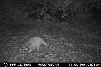 raccoon finds food