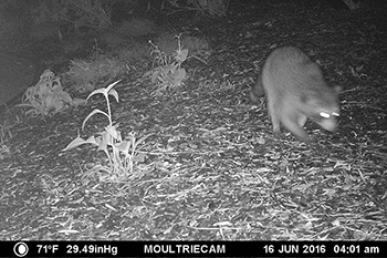 raccoon hunts turtle eggs