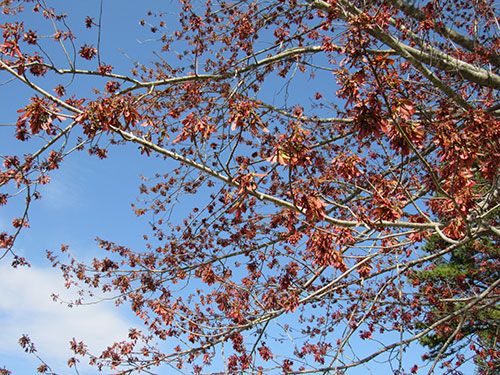 Red Maple Tree