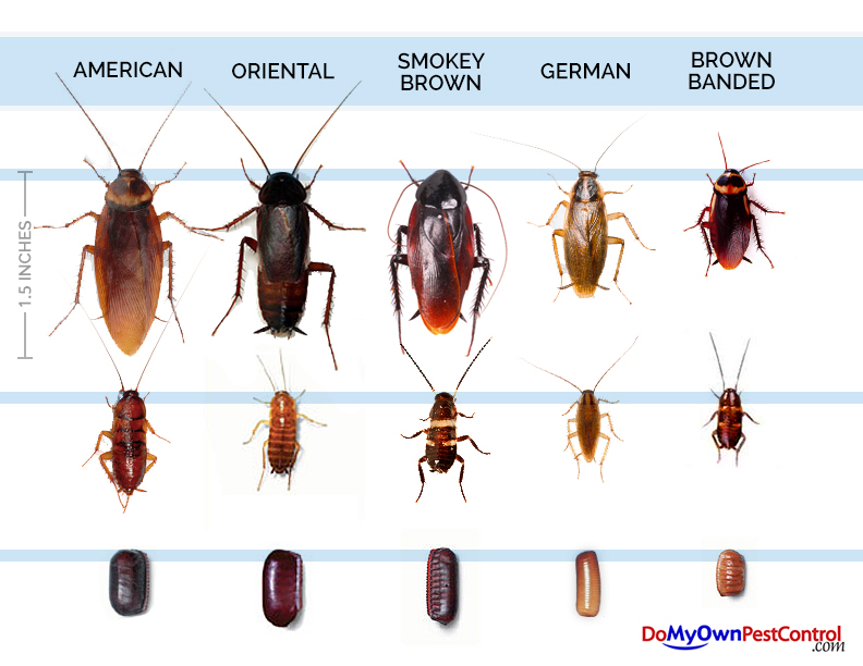 Cockroach identification table