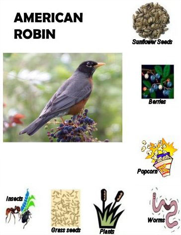 American Robin food match game