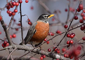 American Robin