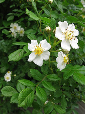 Rosa Multiflora