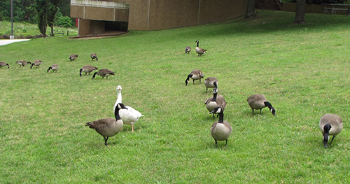 Canadian Geese on NIEHS lawn