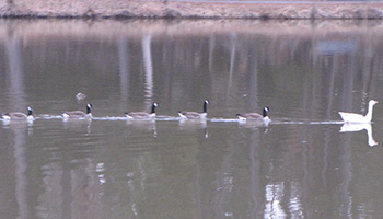 Canadian geese swimming across the lake