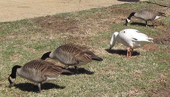 Canadian Geese eating