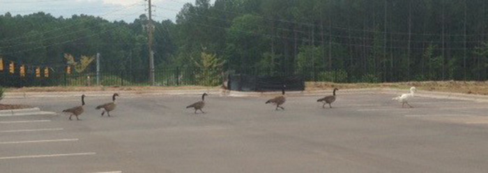 Canadian Geese walking across parking lot
