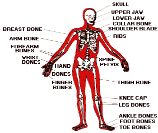 parts of the skeletal system