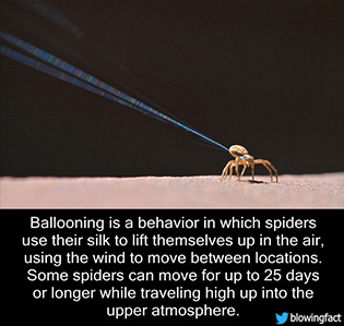 spider using silk to lift into the air