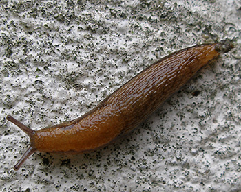 Brown slug