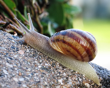 Common snail