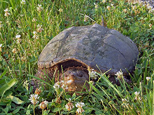 Common Snapping Turtle