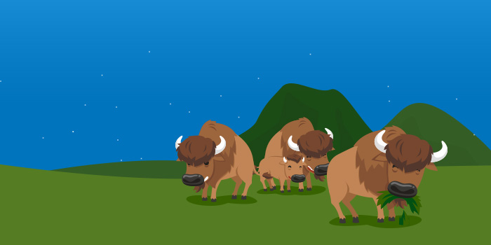 Buffalo Roaming the mountains eating and resting in the dark of night