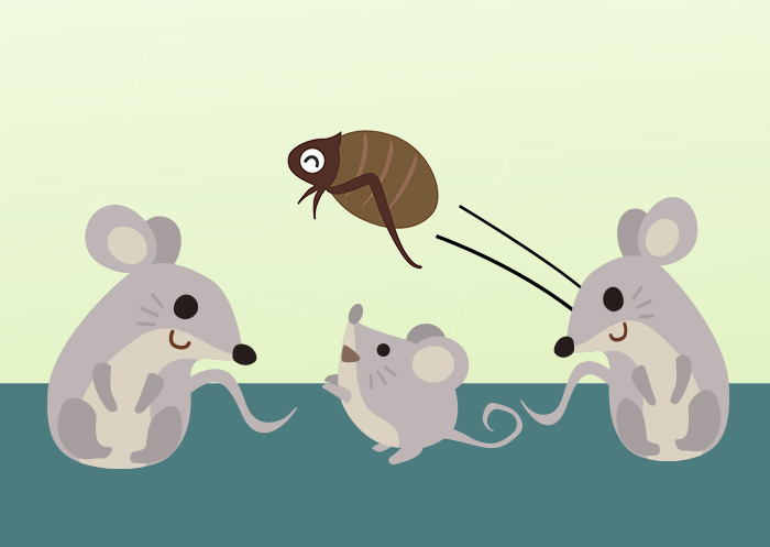 Three mice sitting on blue carpet and flea jumping behind them