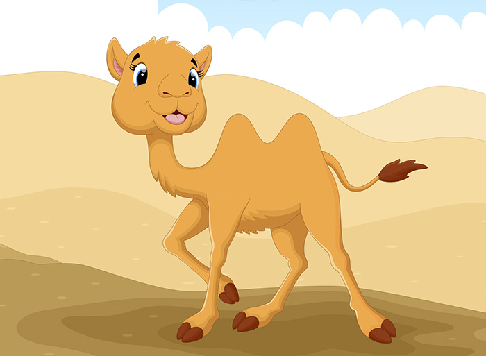 Happy Youthful Camel