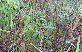 Garden Spider Web