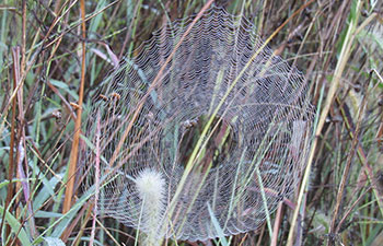 Garden Spider Web